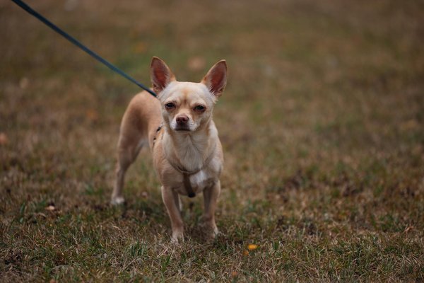 Welche regionalen SpezialitÃ¤ten gibt es in der deutschen KÃ¼che?
